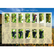 849 - Grape Varieties Poster - englisch -