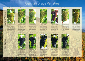 849 - Grape Varieties Poster - englisch -